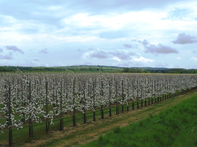 Obstwiese bei Meckenheim